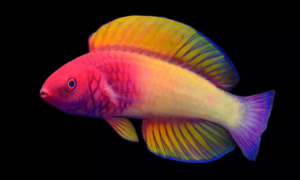 Descoberto peixe das profundezas das Maldivas que nasce fêmea e se transforma em macho