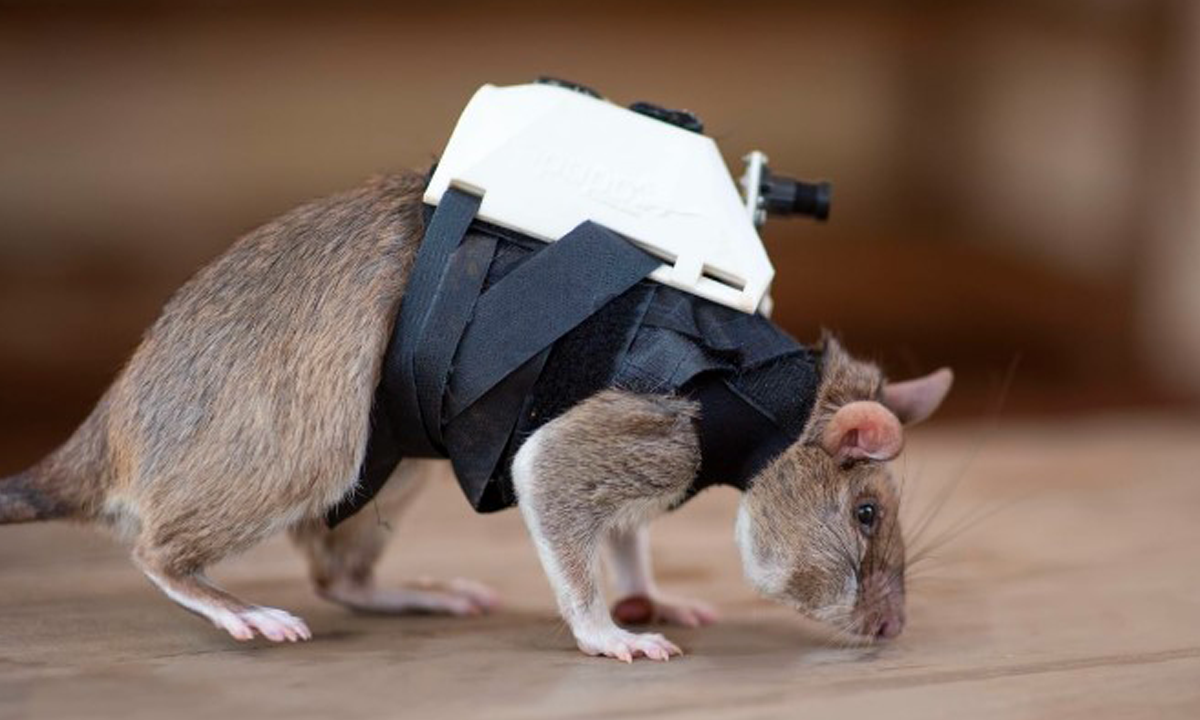 Ratos com mochila podem ajudar a encontrar sobreviventes de terremotos