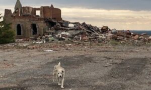ONG divulga principais resgates de animais na Guerra da Ucrânia