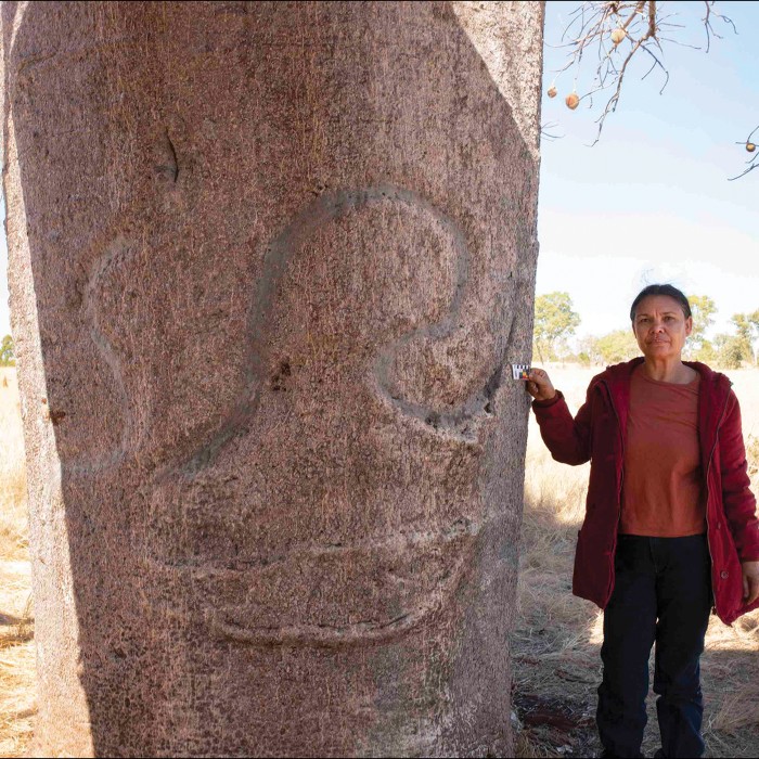 Imagem de um baobá australiano com inscrição aborígene no tronco