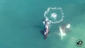Vídeo inédito mostra grupo de orcas atacando tubarões brancos na África do Sul