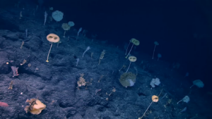 Cientistas encontram "floresta dos estranhos" no Oceano Pacífico