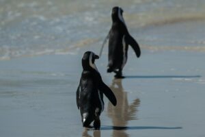 Pinguim-imperador é o mais novo animal na lista de ameaçados de extinção