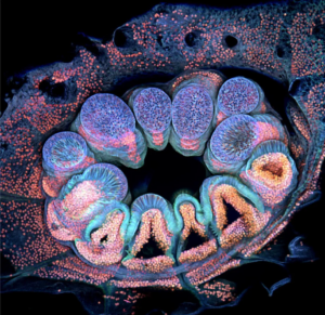 Autofluorescência de um único pólipo de coral (quase 1mm)