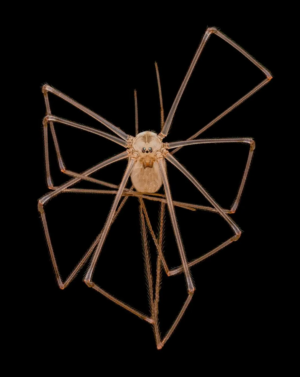 Aranha de pernas longas (Pholcus phalangioides)