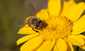 Startup desenvolve espumante a base no mel de abelhas brasileiras