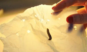 A saliva deste verme pode decompor plástico, revela novo estudo