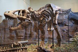 Maior Tiranossauro rex pode ter pesado 15 toneladas