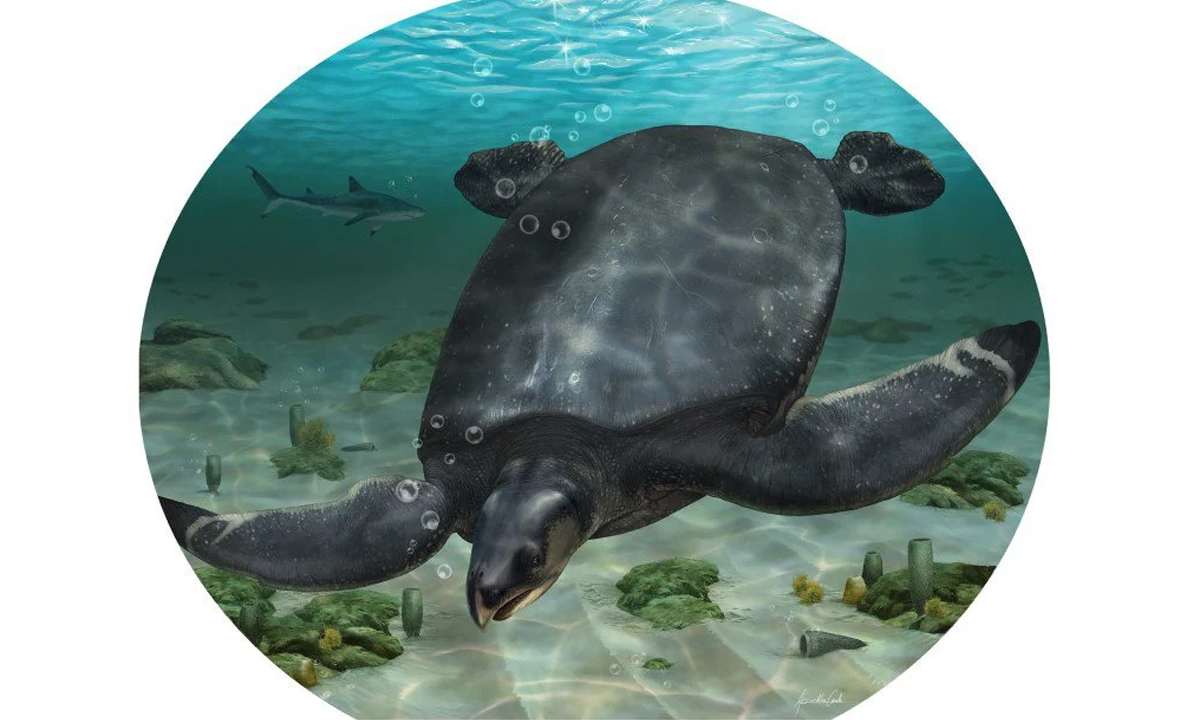 Fósiles de tortuga del tamaño de un automóvil encontrados en Europa