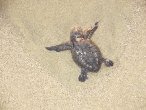 Promessas afrodisíacas colocam espécie de tartaruga em risco no Panamá