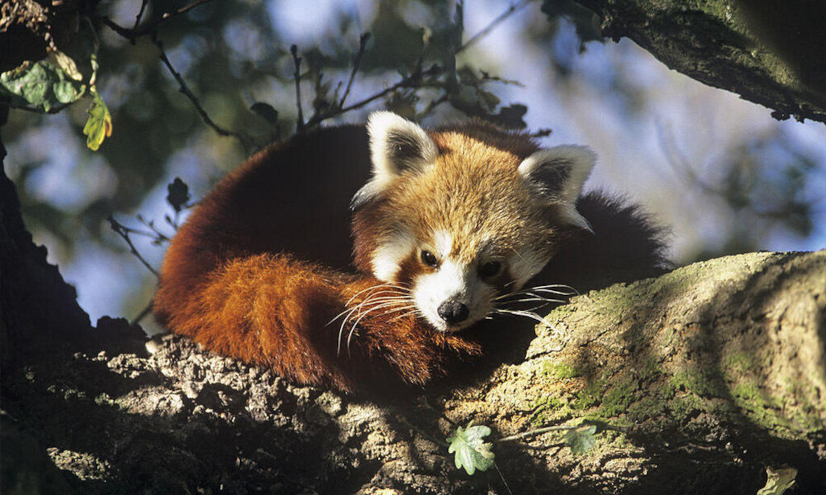 Câmera na China registra imagens raras de pandas-vermelhos; veja