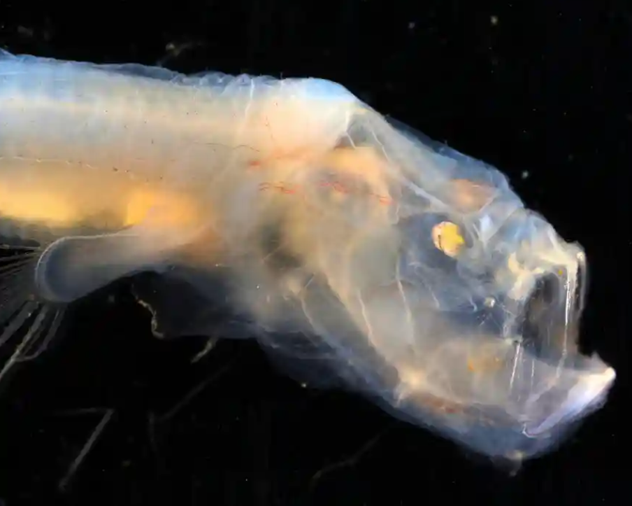 Animais bizarros são encontrados no fundo do mar da Austrália; veja as imagens