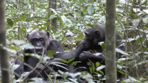 Chimpanzés mostram objetos uns aos outros para se exibir