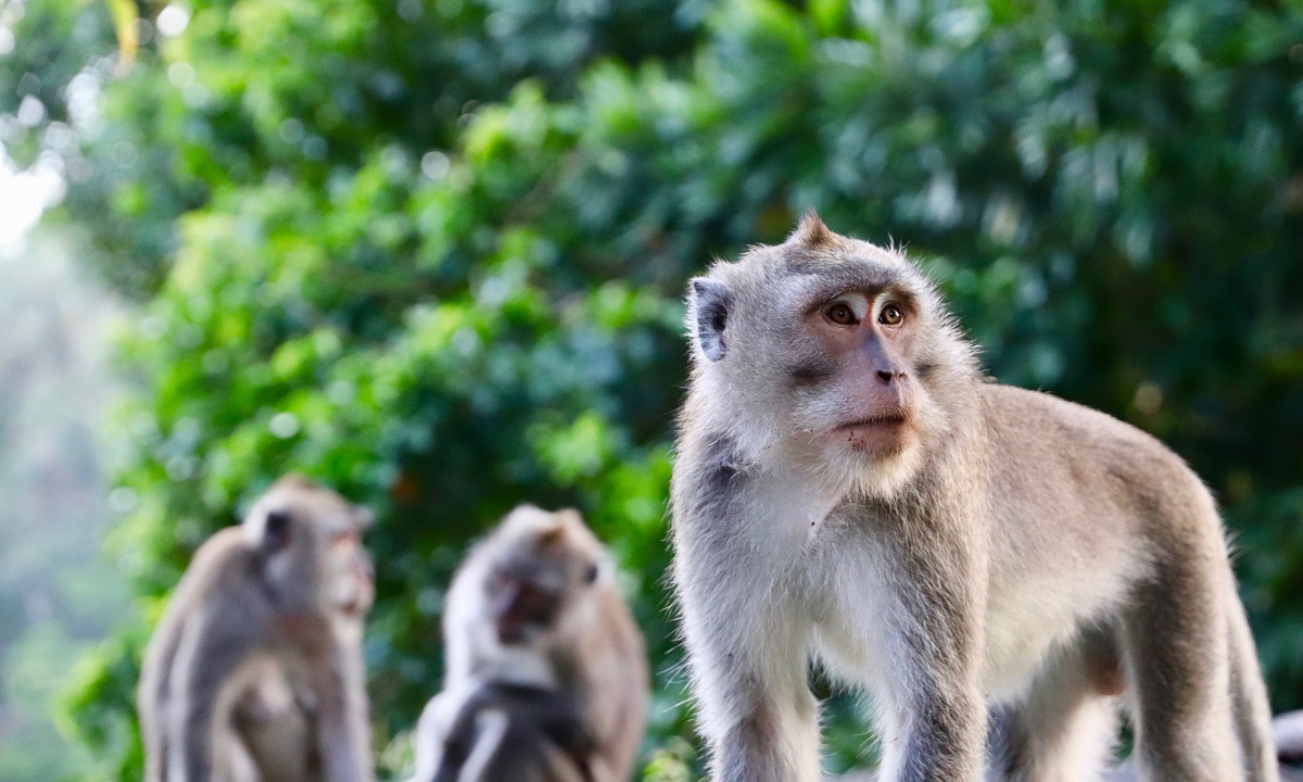 Samba ou Amendoim: Butantan faz enquete para novo macaco do Macacário