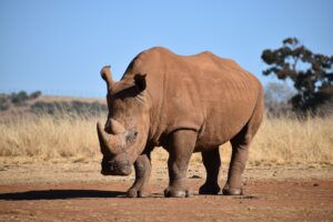Humanos podem ter moldado tamanho do chifre de rinocerontes