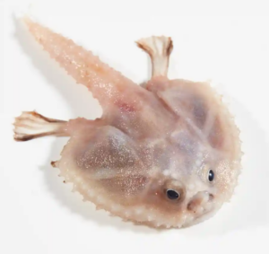 Animais bizarros são encontrados no fundo do mar da Austrália; veja as imagens