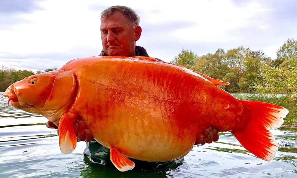 Carpa gigante de 30 quilos é capturada na França; veja fotos - Giz Brasil