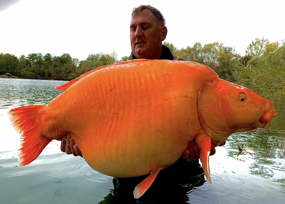 Carpa gigante de 30 quilos é capturada na França; veja fotos - Giz Brasil