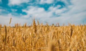 Ecologistas russos descobrem trigo geneticamente resistente a fungos