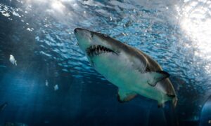 Estudo australiano com surfistas quer destruir preconceito com tubarões