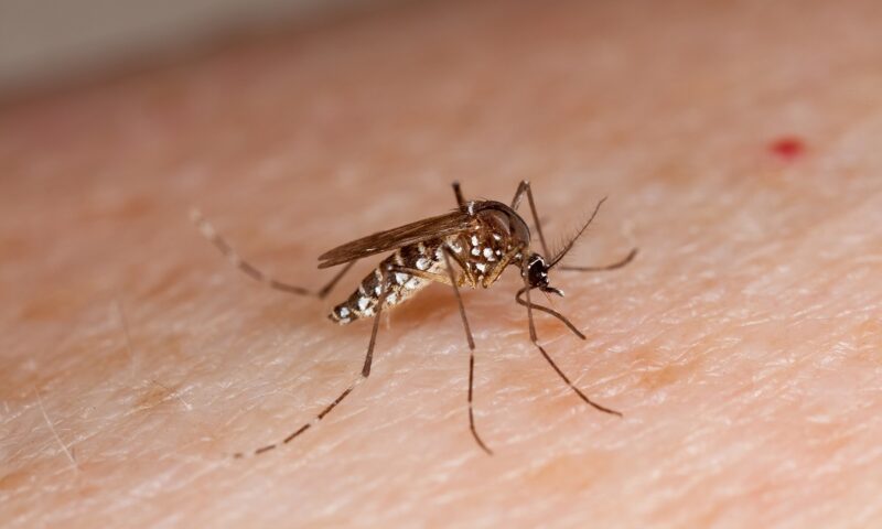 The new mutant dengue mosquito does not die even with insecticides