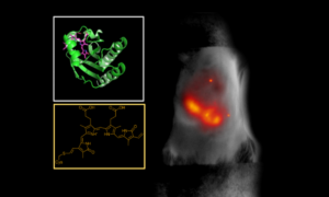 Nova proteína fluorescente ajuda cientistas na pesquisa de tecidos vivos