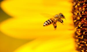 Queda na polinização das abelhas reduz alimentos bons e aumenta nº de mortes