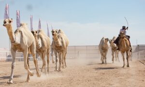 No Catar, camelos disputam Copa do Mundo com prêmio de R$ 14 mi; quem ganhou?