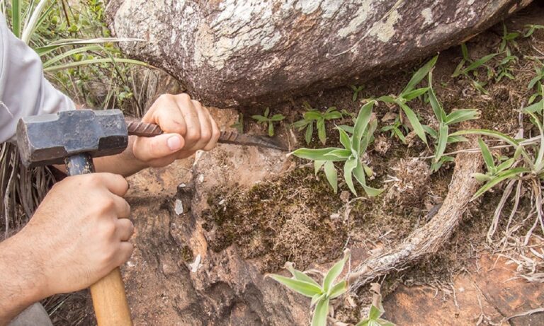 Micróbios funcionam como fertilizante natural em solo pobre