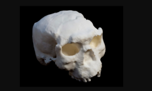 Crânio na China pode ser de Homo erectus que viveu há 1 milhão de anos