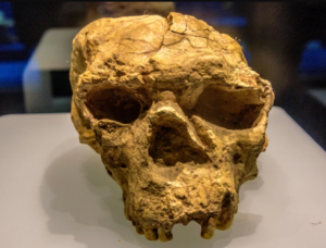 Crânio na China pode ser de Homo erectus que viveu há 1 milhão de anos