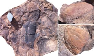 Artrópodes gigantes do Marrocos dominavam mares há 470 milhões de anos