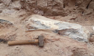 Fósseis de dinossauro são encontrados em obra da BR-153 em São Paulo