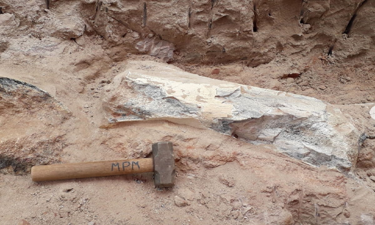 Fósseis de dinossauro são encontrados em obra da BR-153 em São Paulo