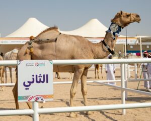 No Catar, camelos disputam Copa do Mundo com prêmio de R$ 14 mi; quem ganhou?