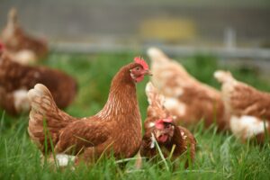 Surto de gripe aviária atinge Peru e Equador
