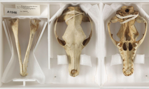 Esqueleto do último tigre da Tasmânia é encontrado em armário de museu após 85 anos
