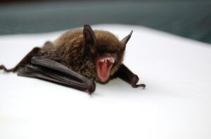 Morcegos e cantores de death metal usam a mesma estrutura de garganta para gritar
