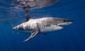 Por que os tubarões brancos morrem em poucos dias no aquário