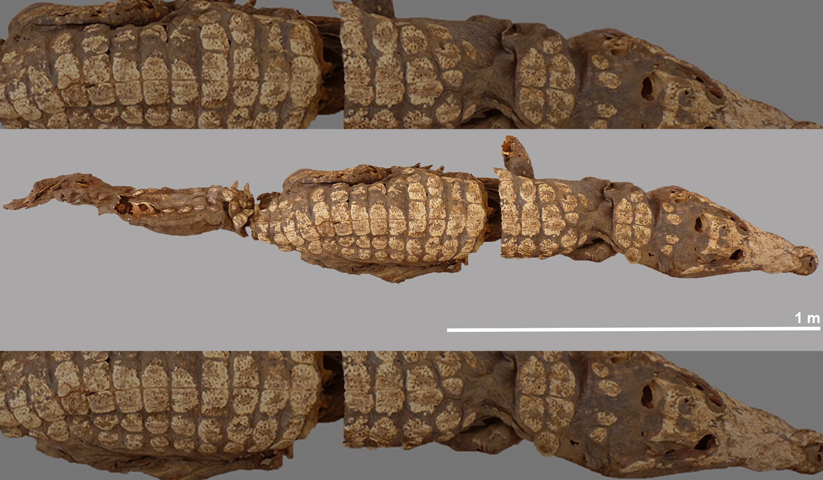 Crocodilos achados em túmulo antigo foram mumificados com técnica desconhecida