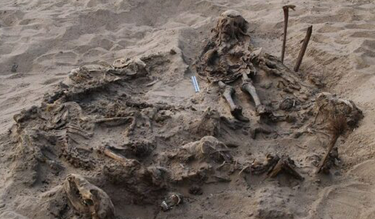 Arqueólogos encontram enterro no Egito de criança com 142 cães