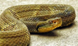 Butantan estuda novas terapias contra picada de cobra em áreas remotas da Amazônia
