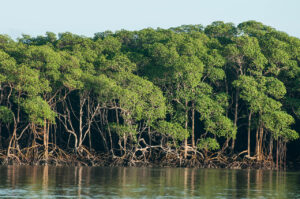 Como os manguezais combatem as mudanças climáticas