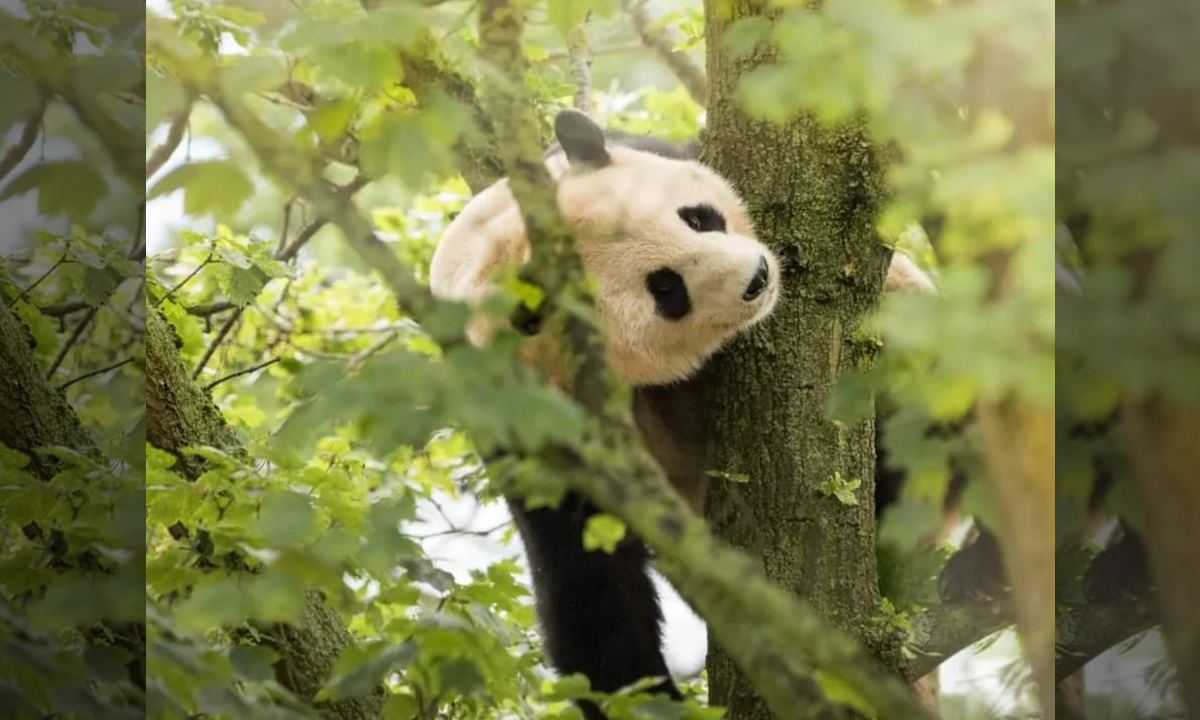 Reino Unido devolve seus únicos pandas à China por não conseguir reprodução