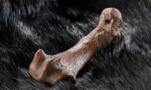 Humanos usavam pele de urso como roupa há 320 mil anos, sugere estudo