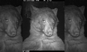 Urso tira 400 selfies em câmera de vida selvagem