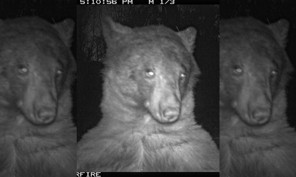 Urso tira 400 selfies em câmera de vida selvagem