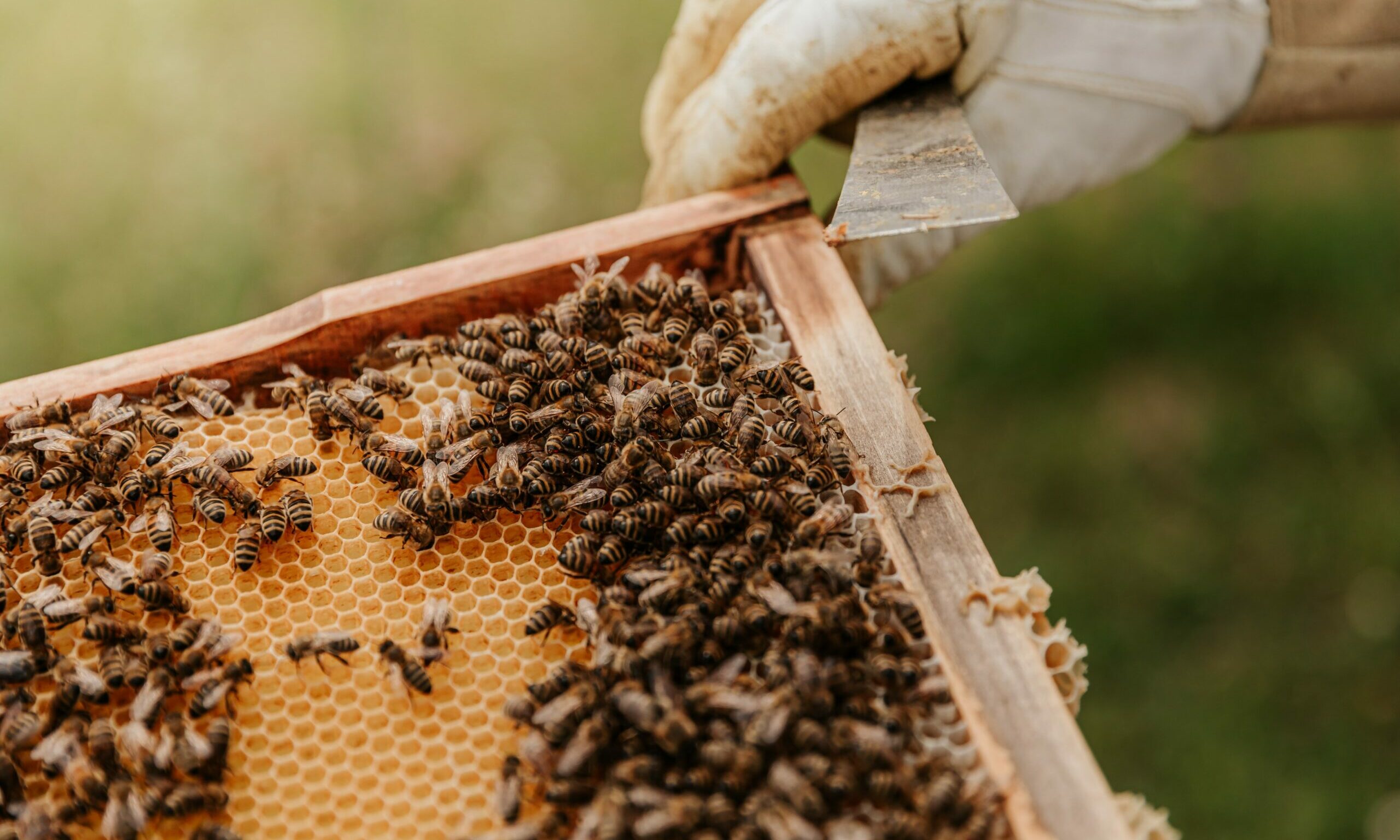 Cientistas desenvolvem 1ª vacina para evitar doença em abelhas; entenda