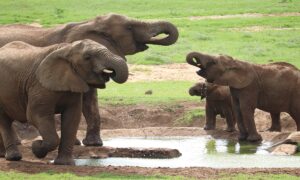 Secas na África ameaçam extinção completa de elefantes
