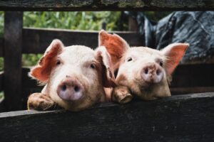 Disfunção erétil: cientistas recuperam ereções em porcos com tecido de pênis artificial